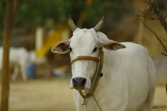 Cow Sacred Hinduism Symbols 
