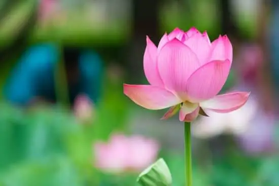 Lotus Sacred Hinduism Symbol