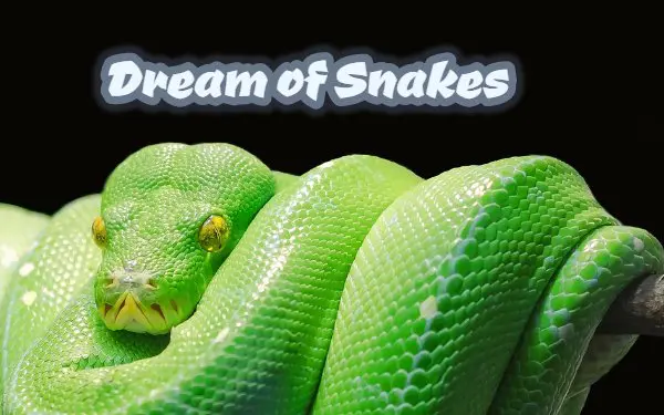 Dream of Snakes